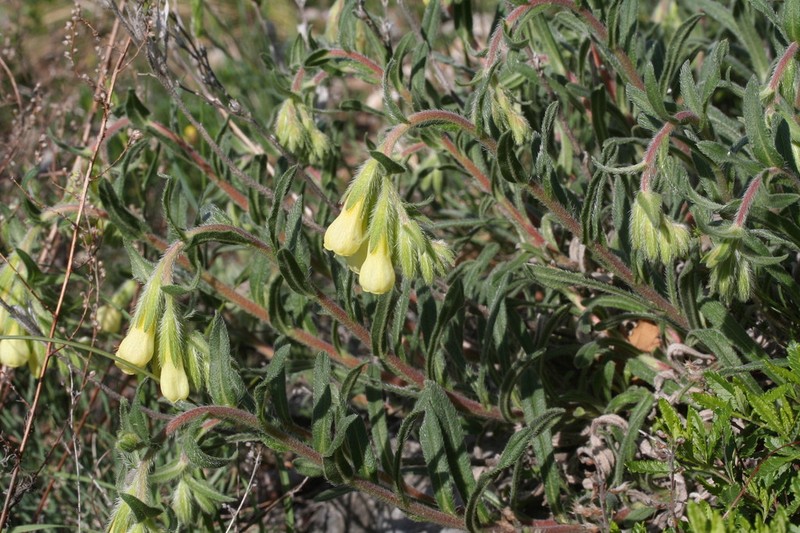 Onosma pseudoarenaria photo 3