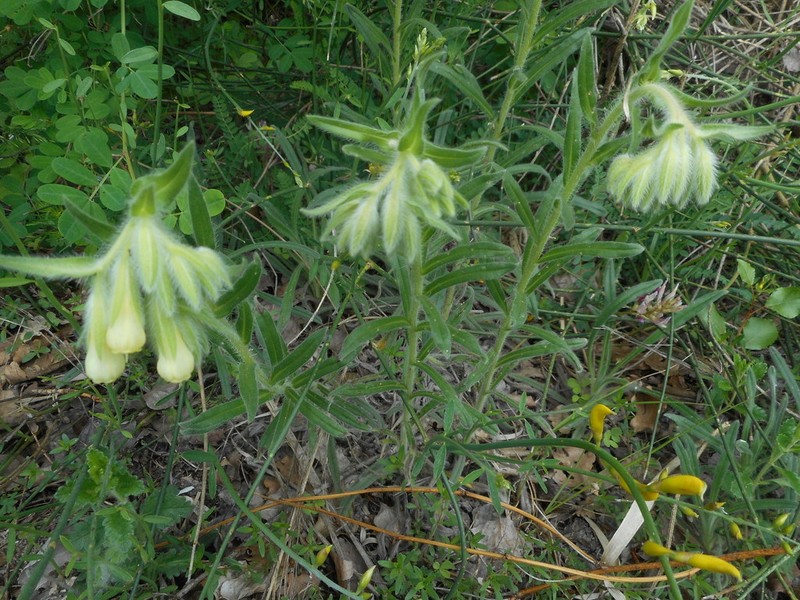 Onosma pseudoarenaria photo 4