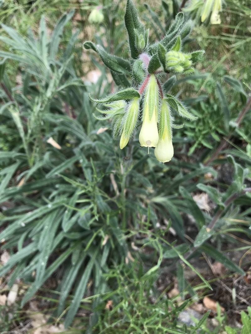 Onosma pseudoarenaria photo 5