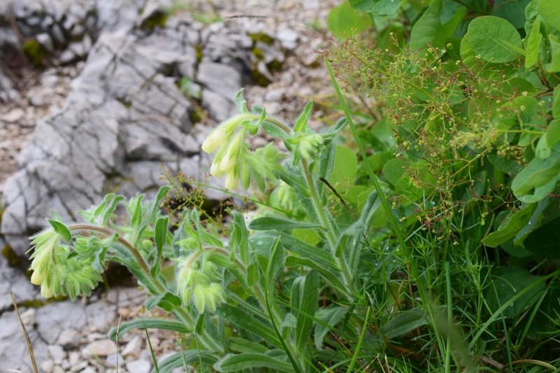 Onosma pseudoarenaria photo 6