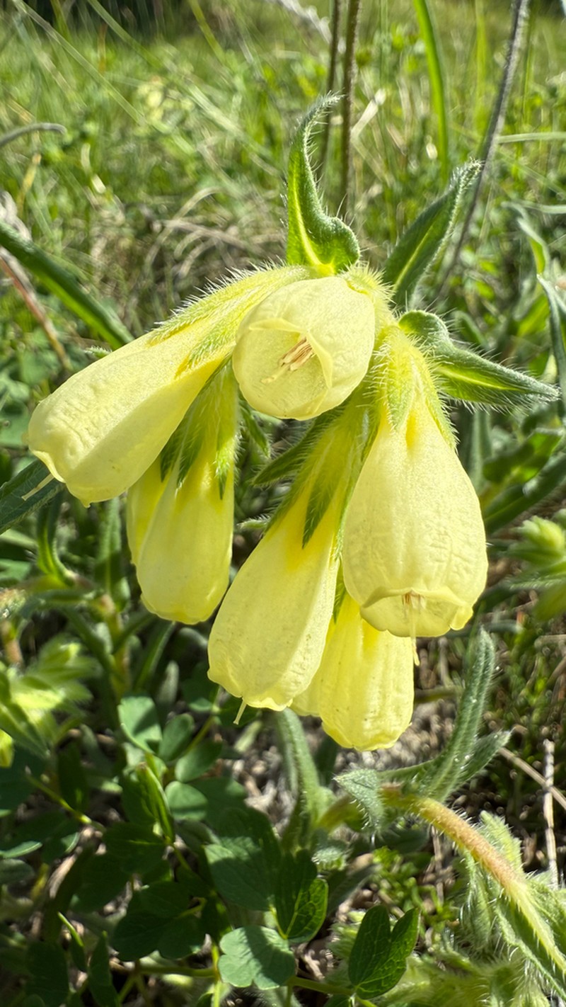 Onosma pseudoarenaria photo 7