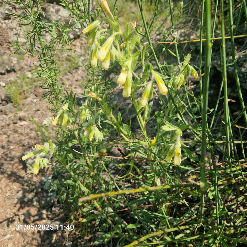 Onosma pseudoarenaria photo 8