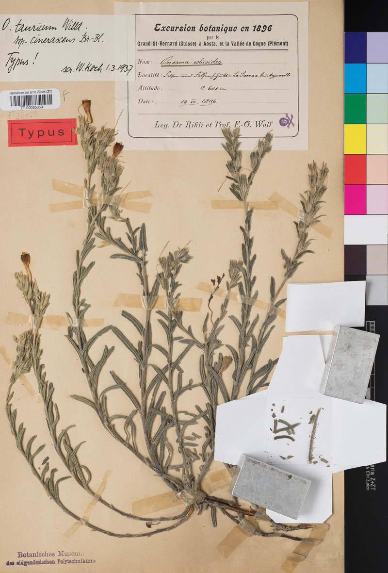 Onosma pseudoarenaria subsp. cinerascens