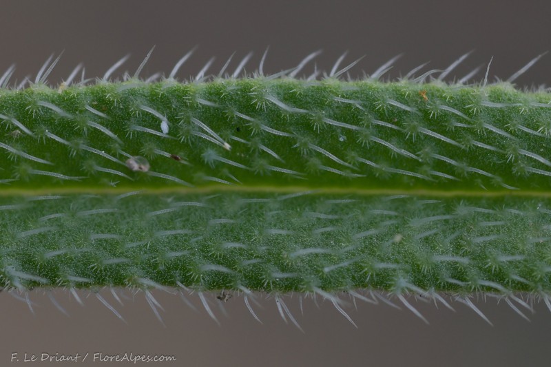Onosma pseudoarenaria subsp. delphinensis