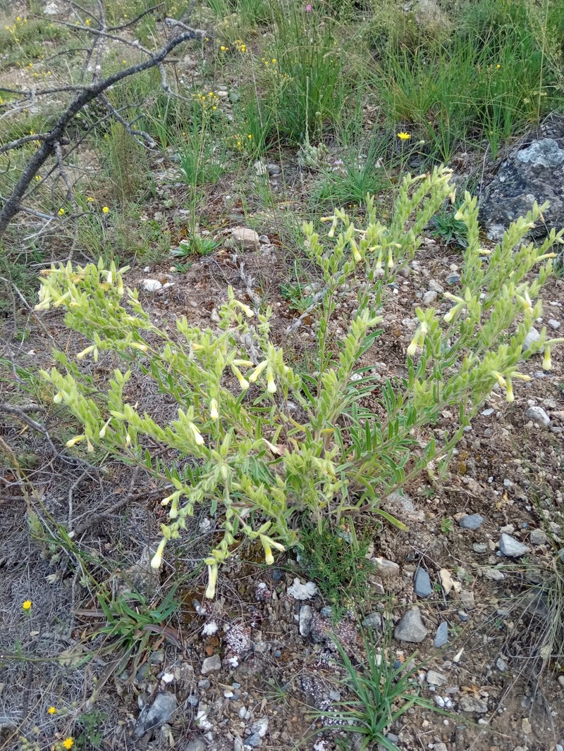 Onosma pseudoarenaria subsp. delphinensis photo 2