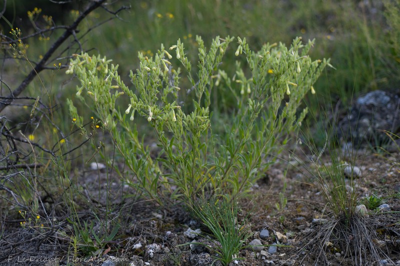 Onosma pseudoarenaria subsp. delphinensis photo 4