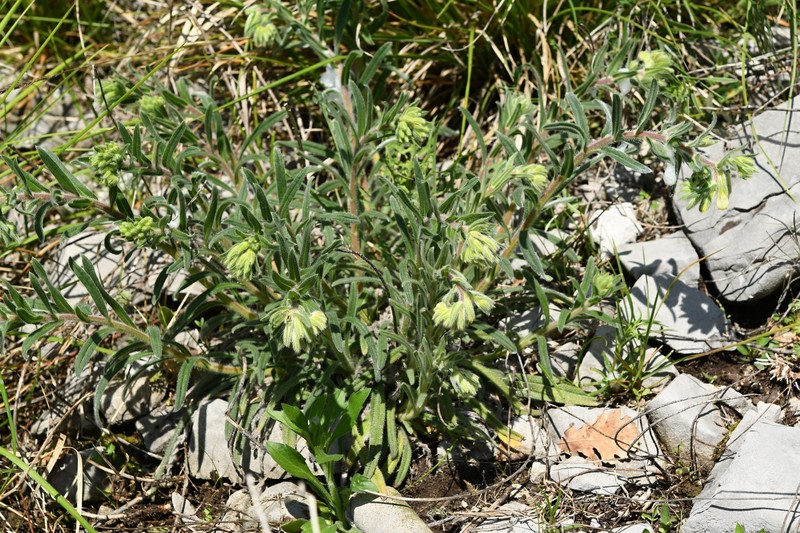 Onosma pseudoarenaria subsp. fallax photo 2