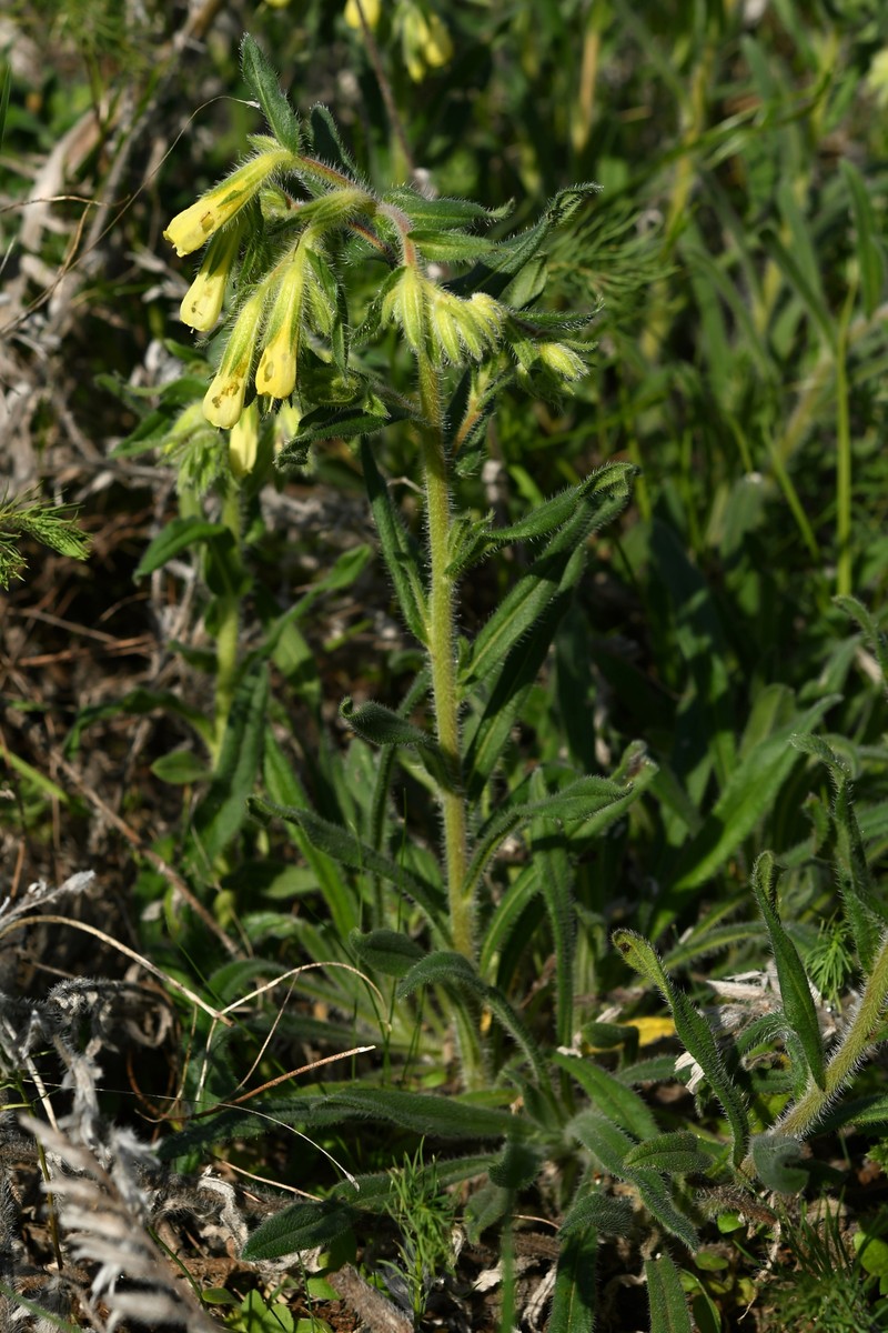 Onosma pseudoarenaria subsp. fallax photo 3