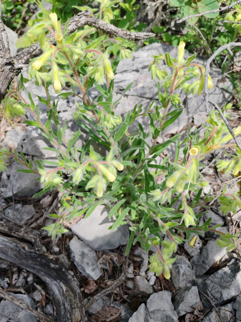 Onosma pseudoarenaria subsp. fallax photo 4