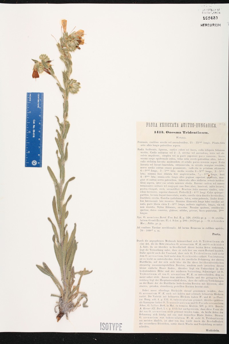 Onosma pseudoarenaria subsp. tridentina