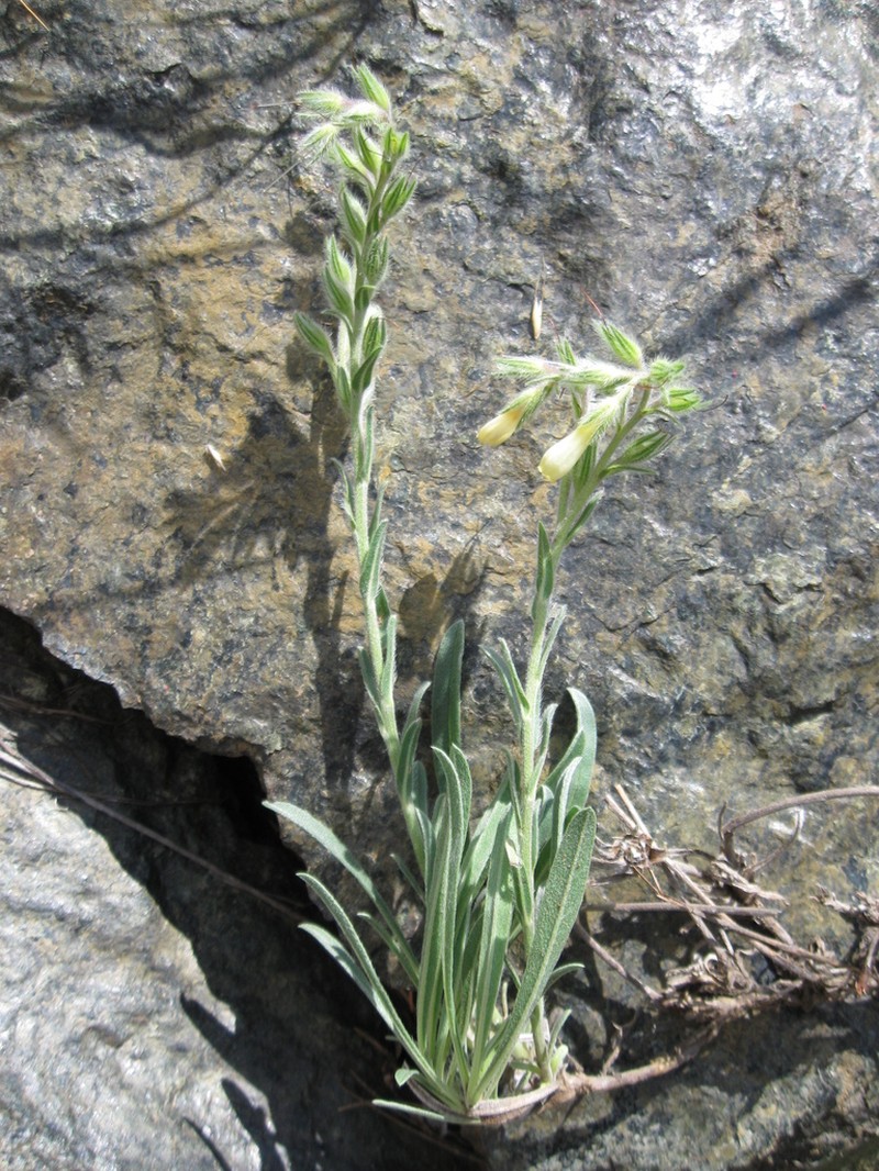 Onosma pygmaea