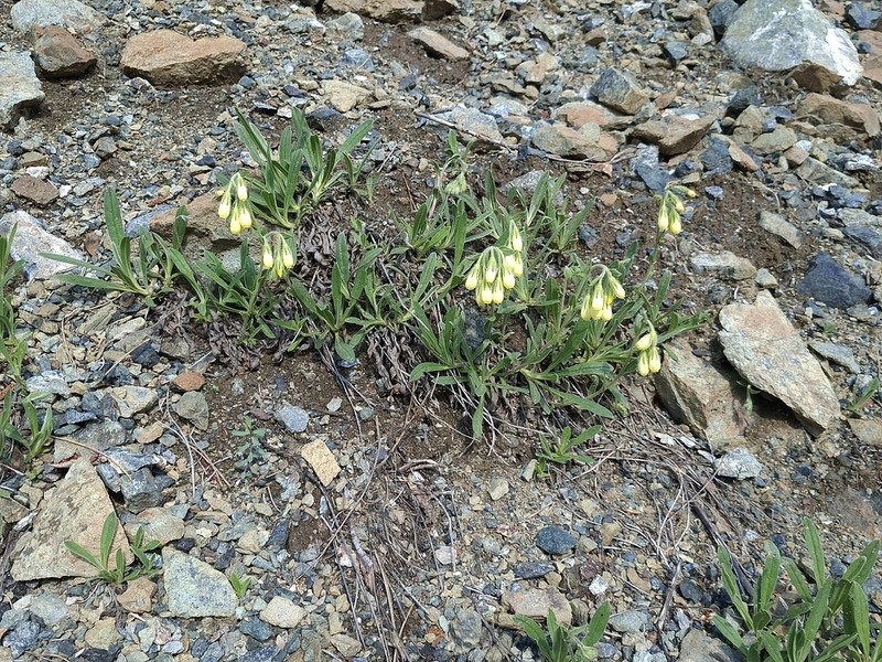 Onosma pygmaea photo 3