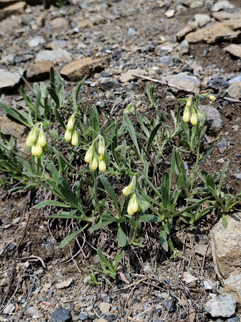 Onosma pygmaea photo 4