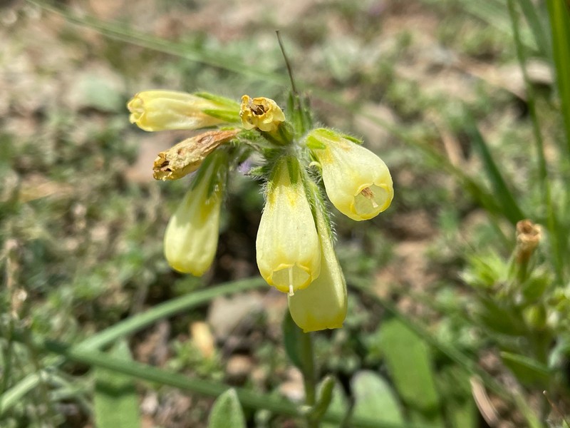 Onosma pygmaea photo 6