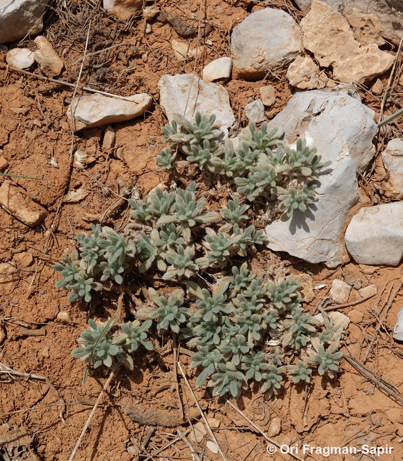Onosma rascheyana