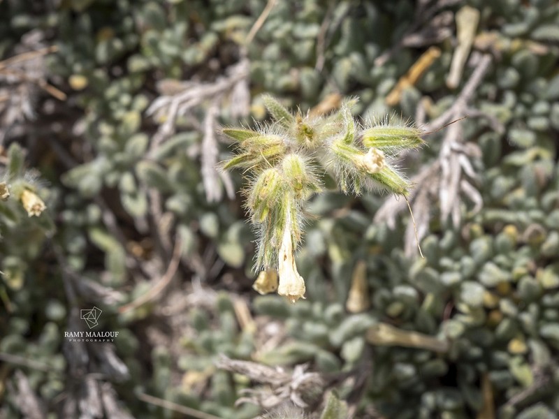 Onosma rascheyana photo 2