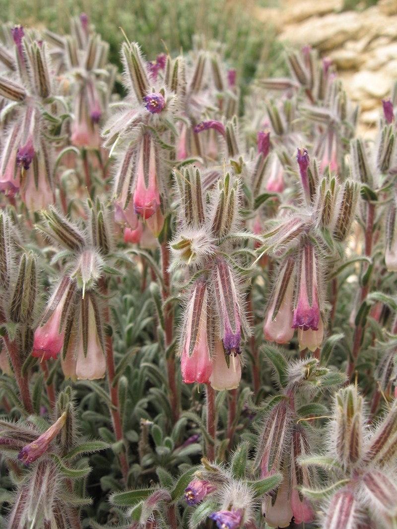 Onosma rascheyana photo 4