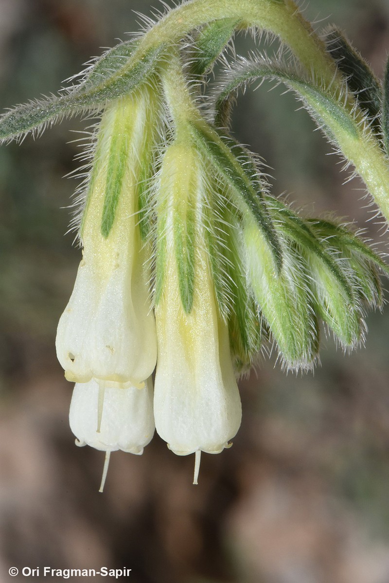 Onosma rascheyana photo 5