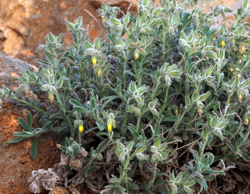Onosma rascheyana photo 7