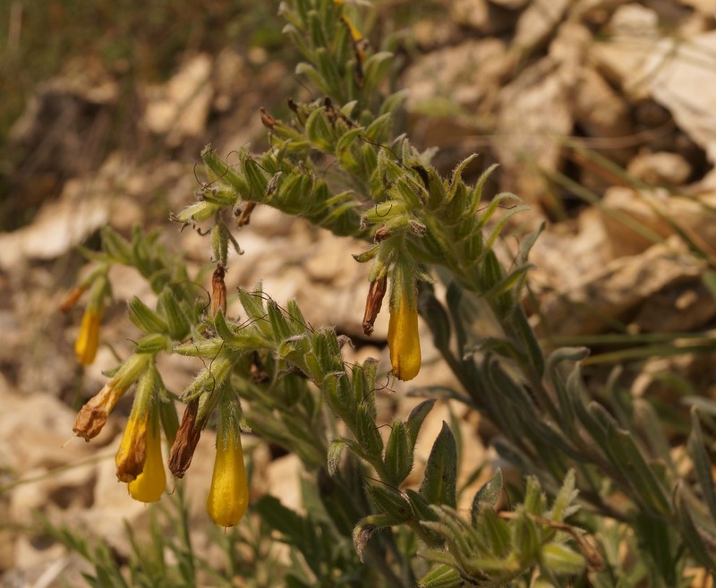 Onosma rigida