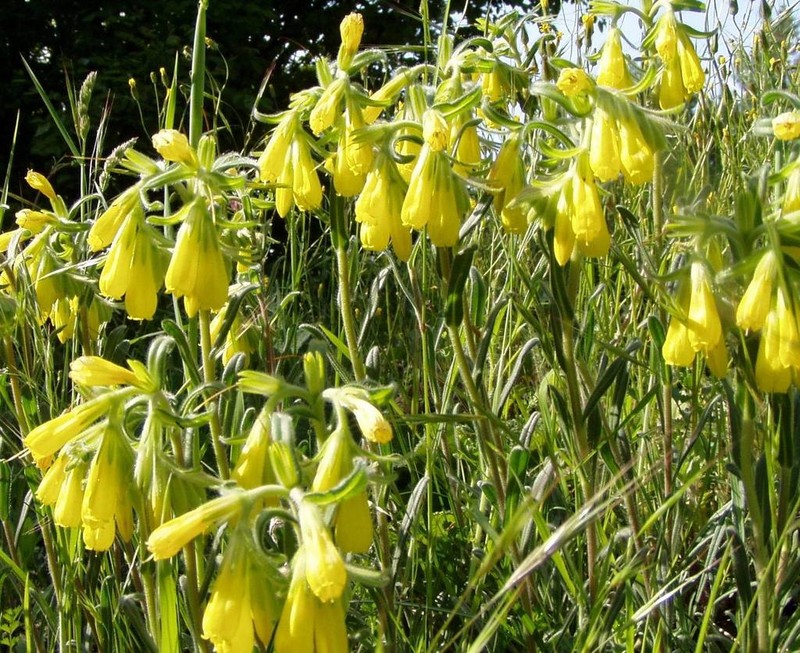 Onosma rigida photo 2