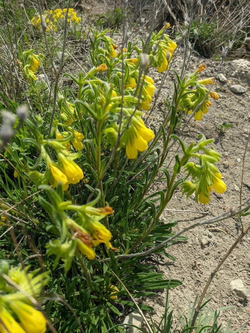 Onosma rigida photo 3
