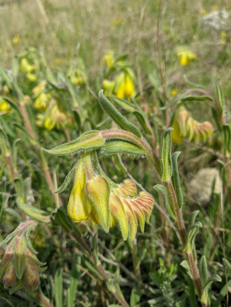 Onosma rigida photo 4