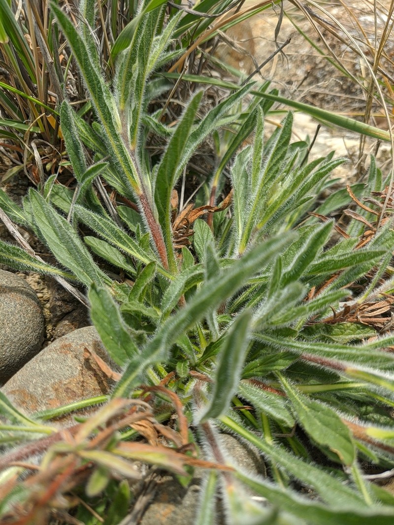 Onosma rigida photo 5