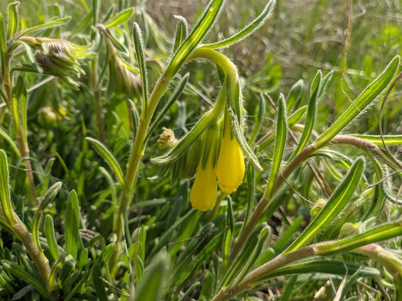 Onosma rigida photo 6