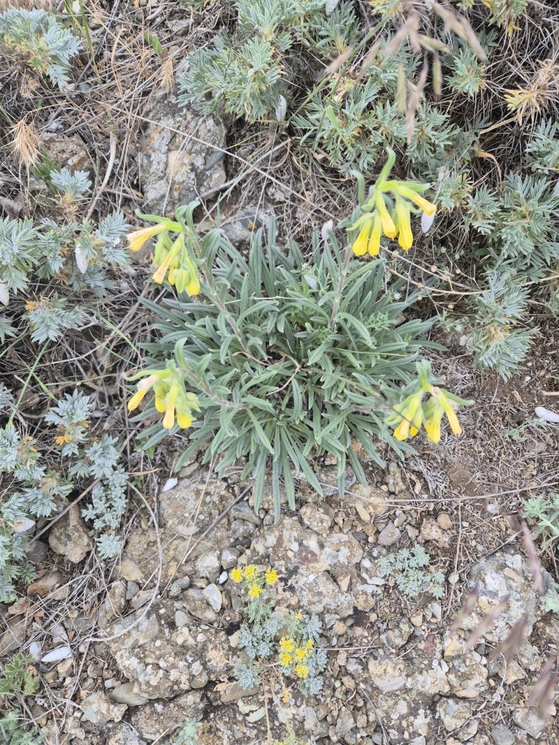 Onosma rigida photo 7