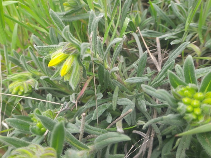 Onosma rigida photo 8