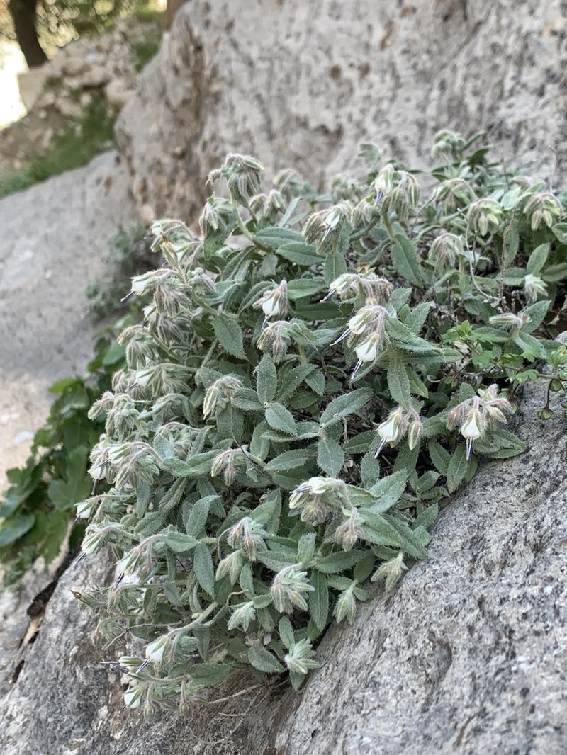 Onosma rostellata