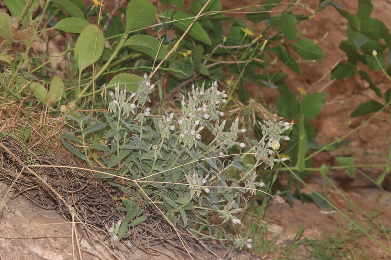 Onosma rostellata photo 2