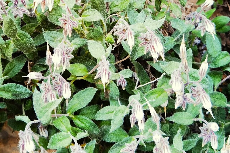 Onosma rostellata photo 3