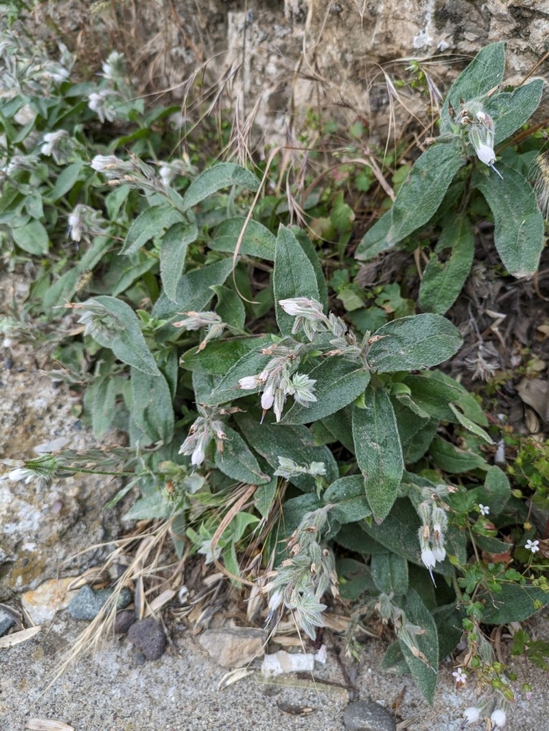 Onosma rostellata photo 4