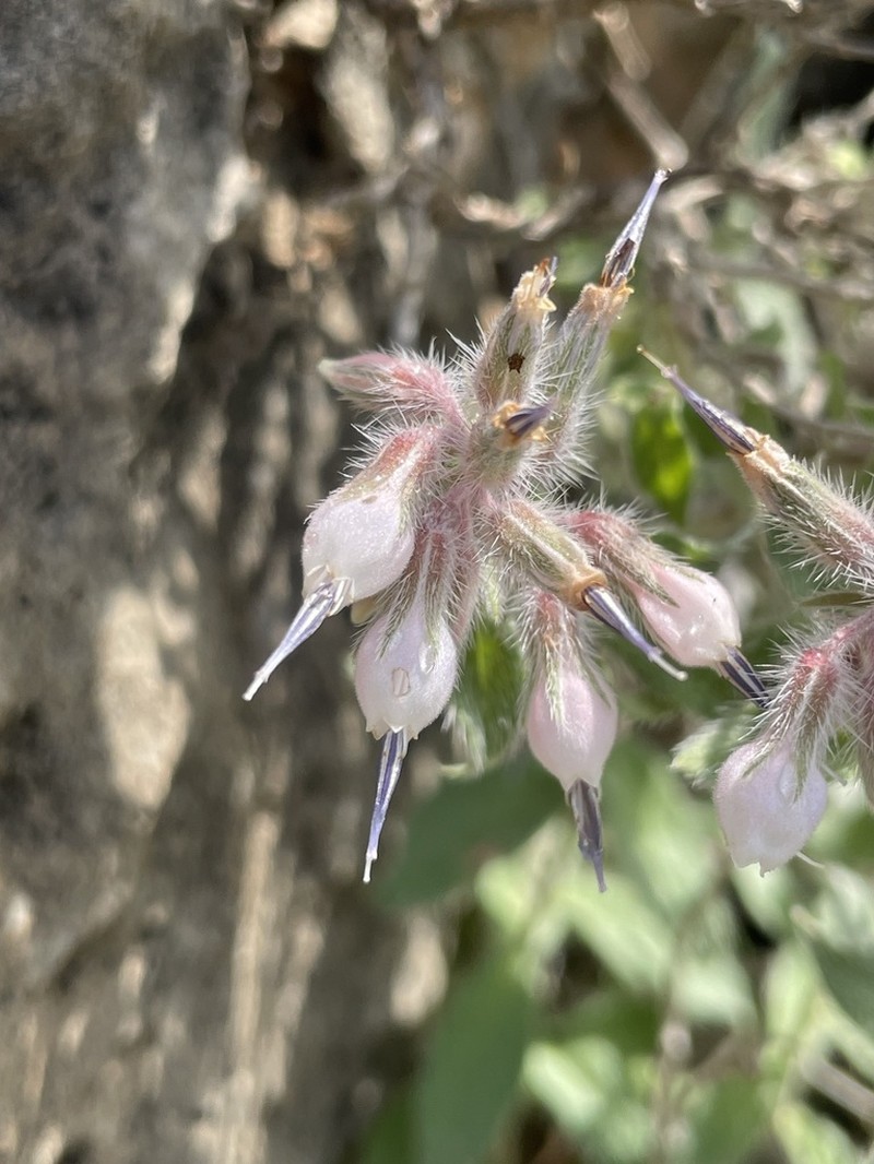 Onosma rostellata photo 5