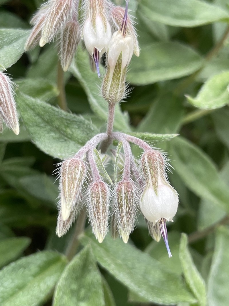 Onosma rostellata photo 6