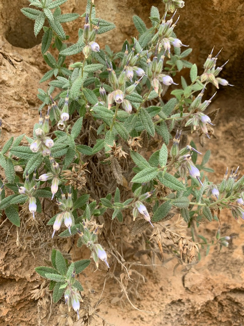 Onosma rostellata photo 7