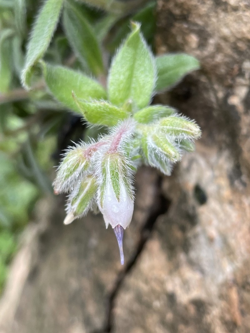 Onosma rostellata photo 8