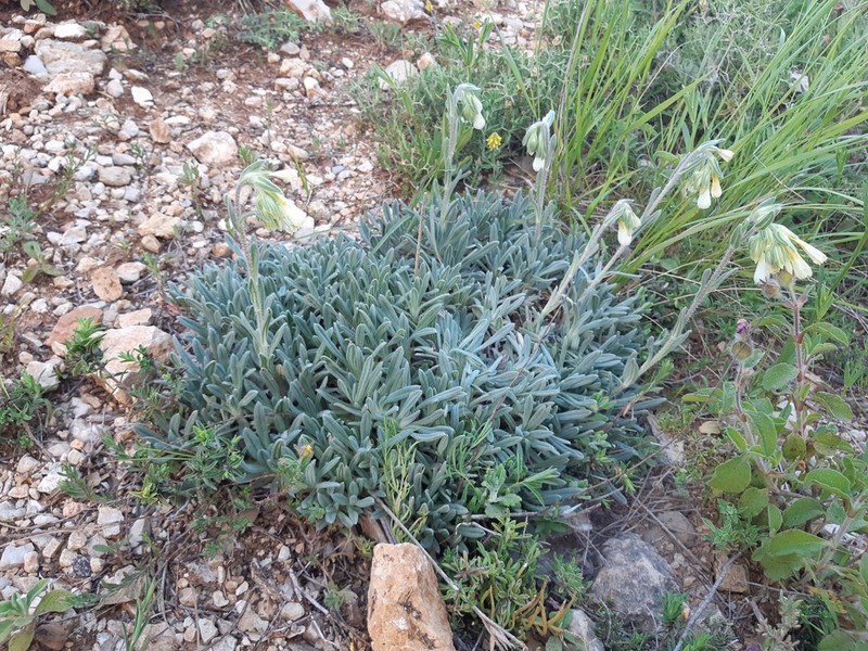 Onosma roussaei