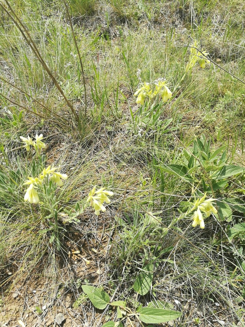 Onosma roussaei photo 2