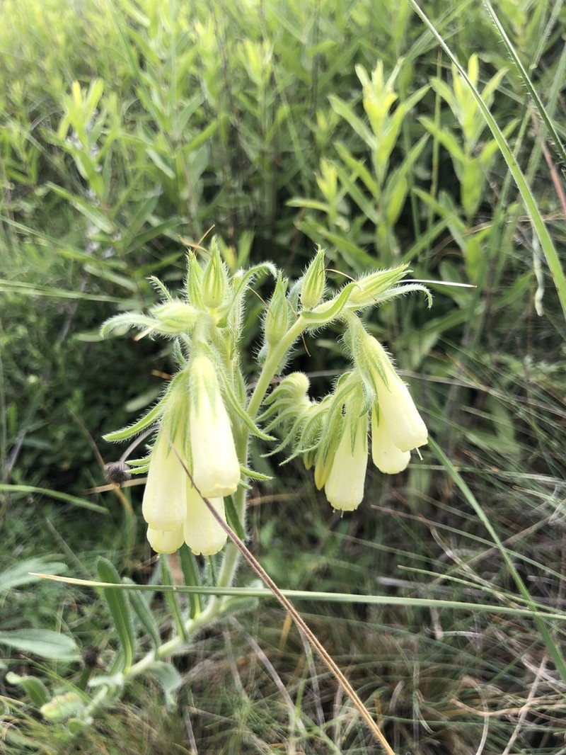 Onosma roussaei photo 3