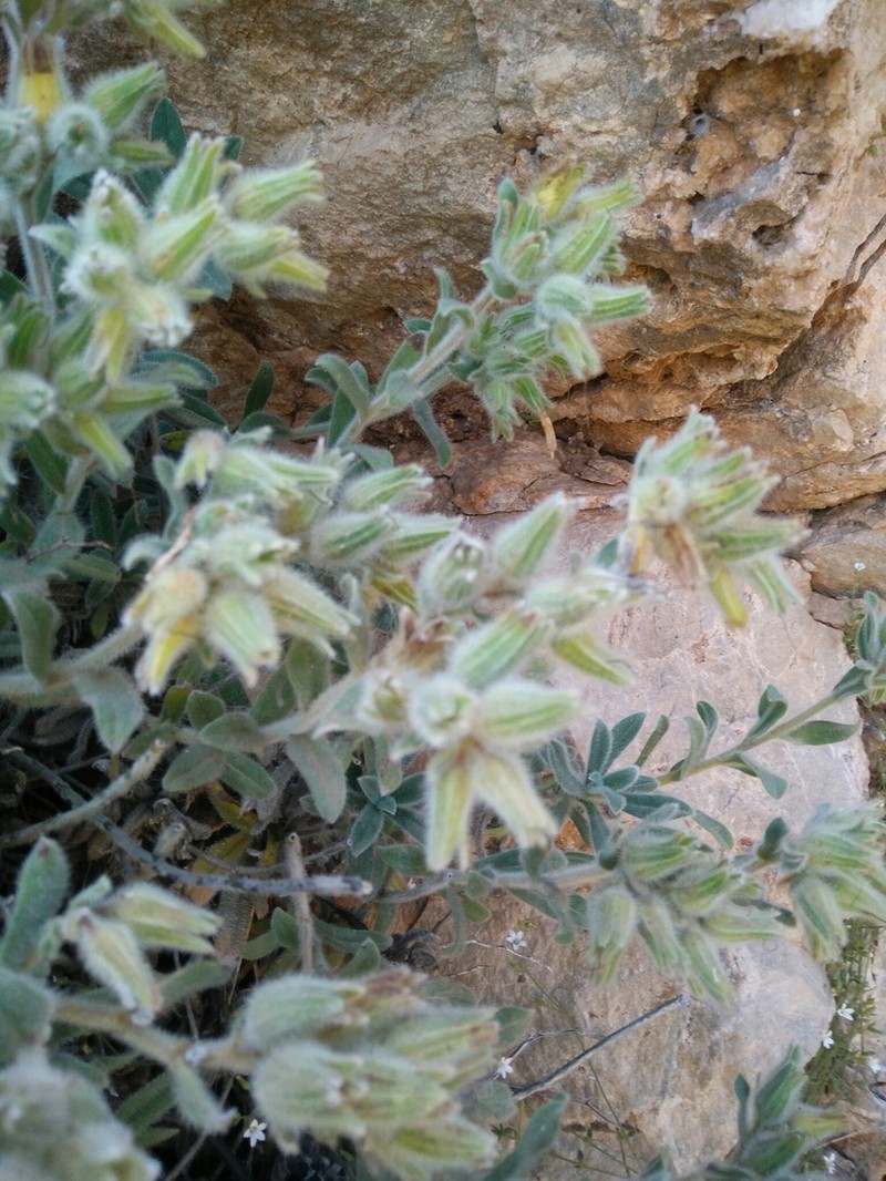 Onosma roussaei photo 4