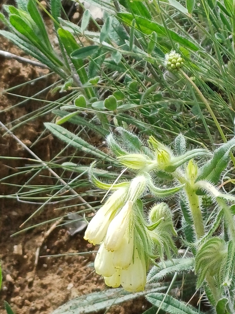 Onosma roussaei photo 5