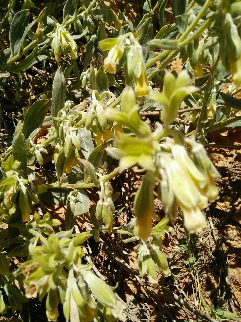 Onosma roussaei photo 6