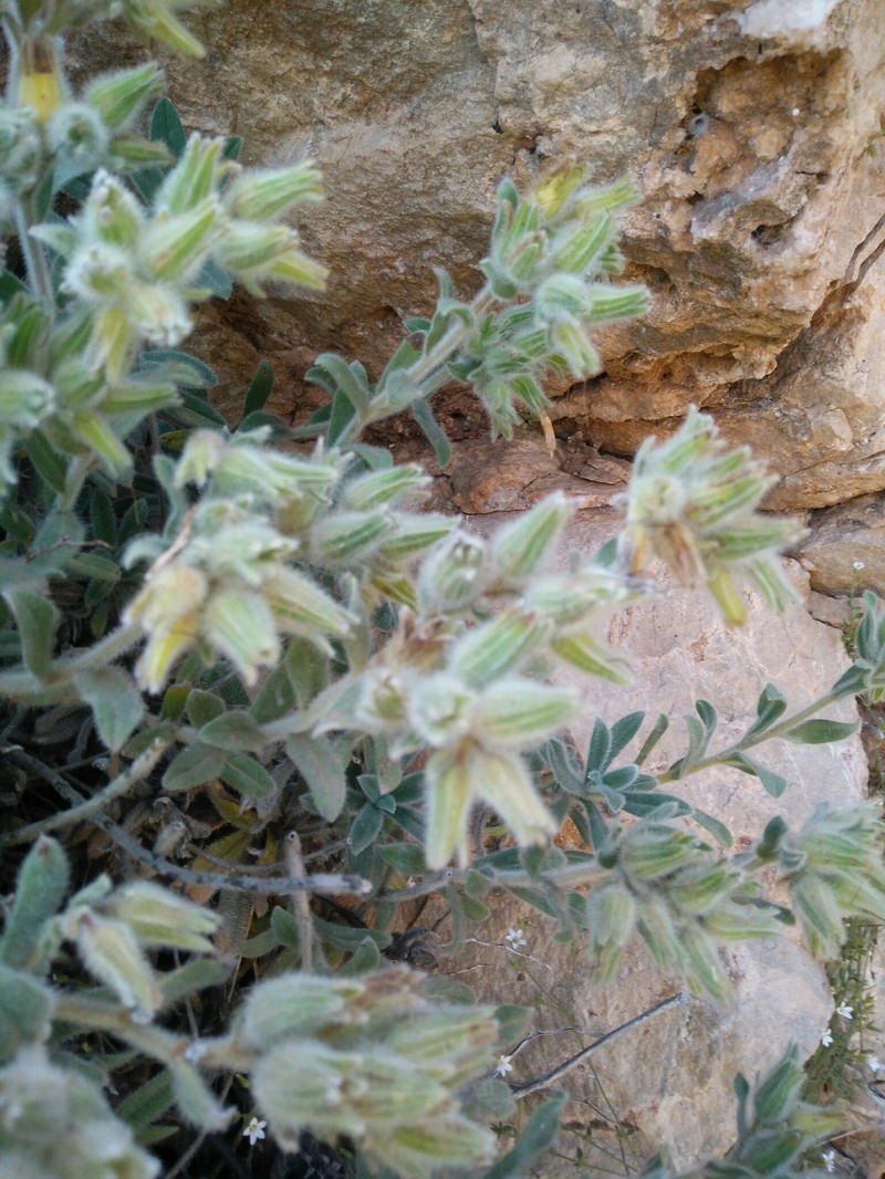Onosma roussaei photo 8