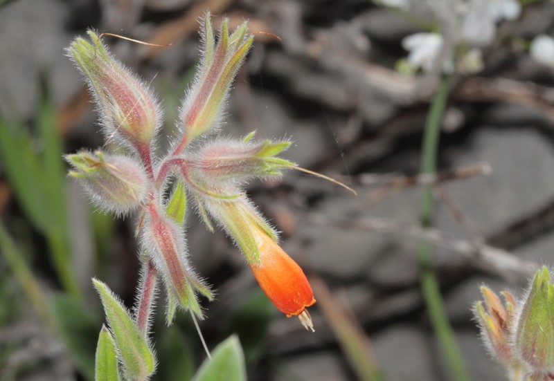 Onosma rutila