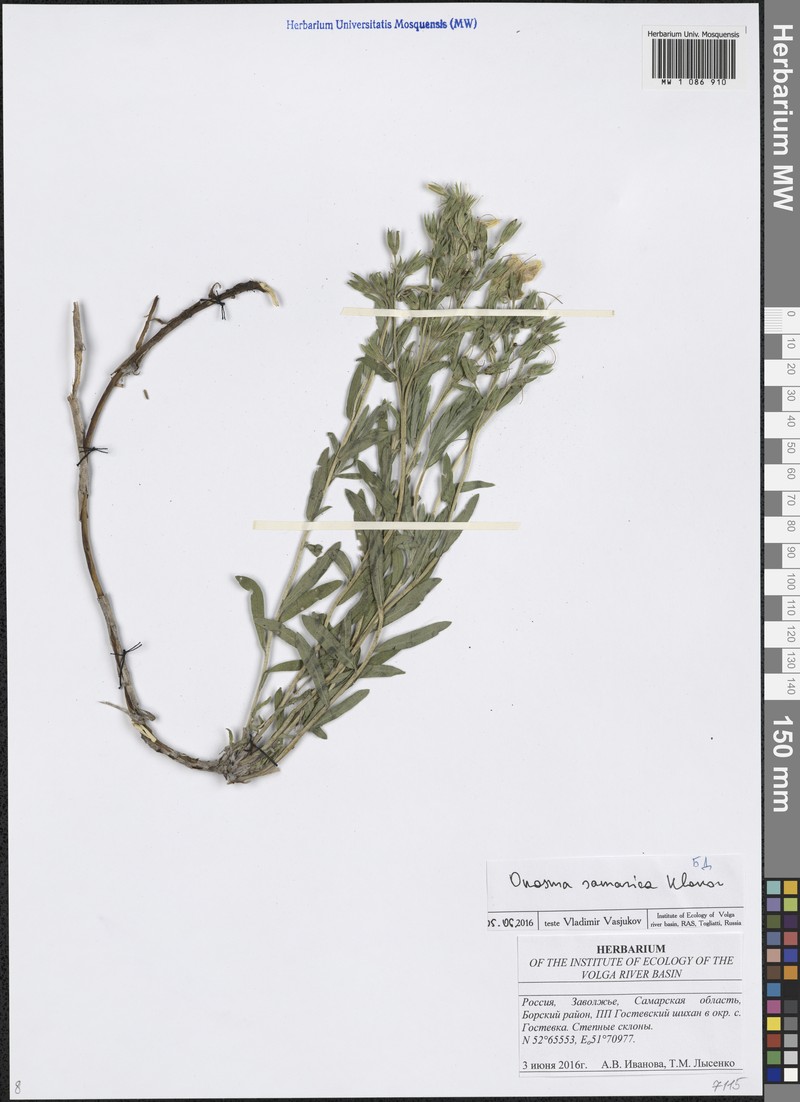 Onosma samarica