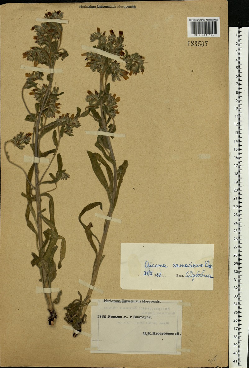 Onosma samarica photo 2