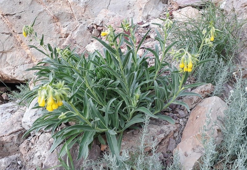 Onosma satensis
